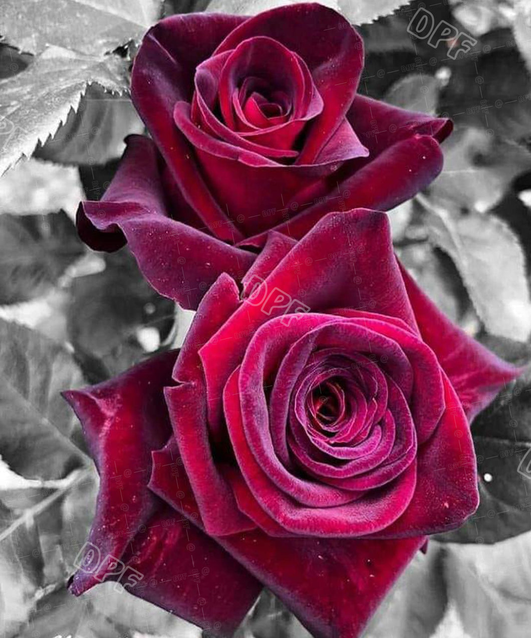 Red Roses 009-005  DIY 5D Diamond Painting